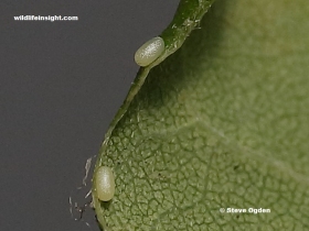 Freshly laid eggs of Jersey  Mocha  (Cyclophora ruficiliaria)