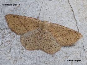 Female Jersey Mocha (Cyclophora ruficiliaria)