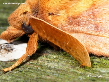 1640 Male drinker moth antenna