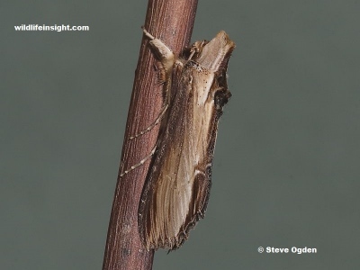 Early Cornish Mullein moth (Shargacucullia verbasci) recorded in March
