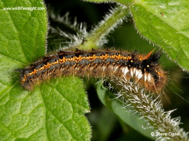 1640 Post wintering Drinker caterpillar