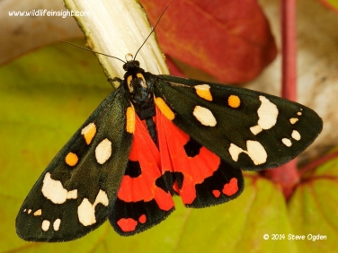 2068 Scarlet TigerMoth  (Callimorpha dominula) recently emerged