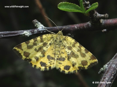 1909 Speckled Yellow (Pseudopanthera macularia) - daytime flying moth