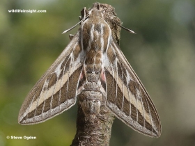 Striped Hawkmoth, Hyles livornica, attracted to light in Cornwall, UK.