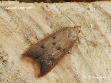 Tachystola acroxantha 5197
