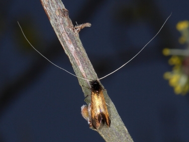 0149 Adela cuprella - male