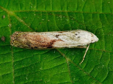 1428 Bee Moth (Aphomia sociella) - male