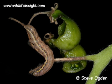 2160 Bright-line Brown-eye Tomato moth caterpillar feeding on tomatoes