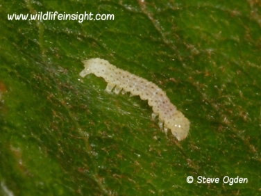 2160 Bright-line Brown-eye (Lacanobia oleracea) 5 day old caterpillars