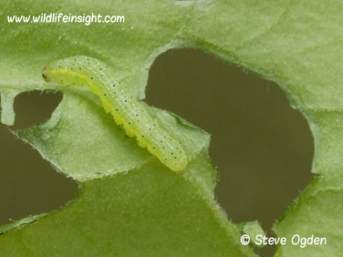 2160 Bright-line Brown-eye (Lacanobia oleracea) 8mm day old caterpillar on tomato leaf