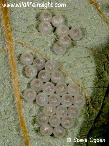 2160 Bright-line Brown-eye developing eggs