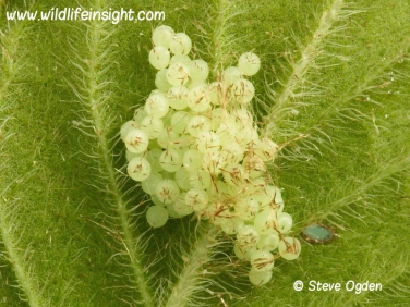 2160 Bright-line Brown-eye (Lacanobia oleracea) moth eggs laid on water mint