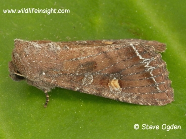 2160 Bright-line Brown-eye (Lacanobia oleracea) moth