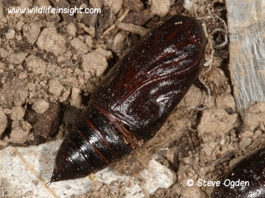 2160 Bright-line Brown-eye (Lacanobia oleracea) moth unearthed pupa