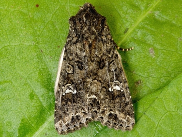 2154 Cabbage Moth (Mamestra brassicae)