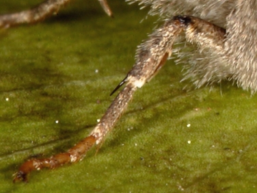 2154 Cabbage Moth (Mamestra brassicae) - photo showing front leg tibia spur