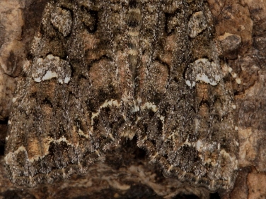 2154 Cabbage Moth (Mamestra brassicae) - guide to identifying wing markings.