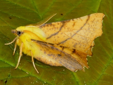 1913 Canary-shouldered Thorn (Ennomos alniaria)