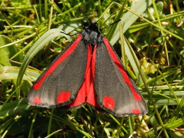 The Cinnabar (Tyria jacobaeae) inflating wings