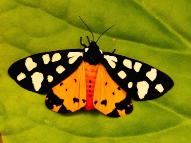 Cream-spot Tiger (Arctia villica) freshly emerged © 2013 Steve Ogden
