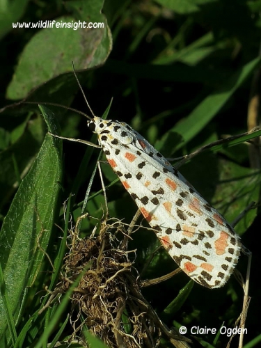 2054 Crimson Speckled  (Utetheisa pulchella) daytime sighting Helford Estuary