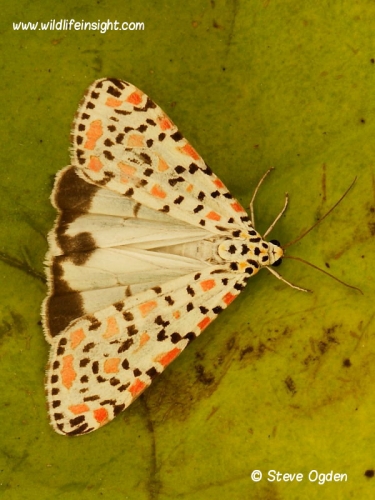 2054 Crimson Speckled  (Utetheisa pulchella) revealing hindwings