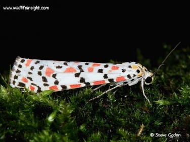 2054 Crimson Speckled  (Utetheisa pulchella) moth side view