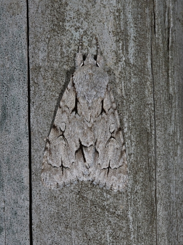 2283 Dark Dagger (Acronicta tridens) or 2284 Grey Dagger (Acronicta psi)
