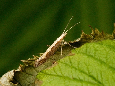 diamond-back-moth-9623