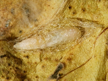 0464 Diamond-back Moth (Plutella xylostella) pupa and cocoon
