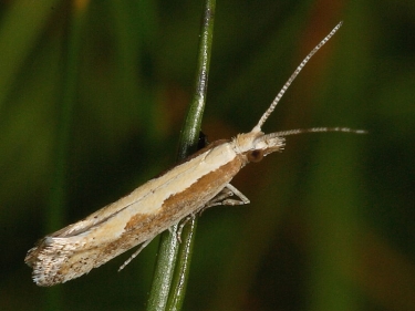 0464 Diamond-back Moth (Plutella xylostella)