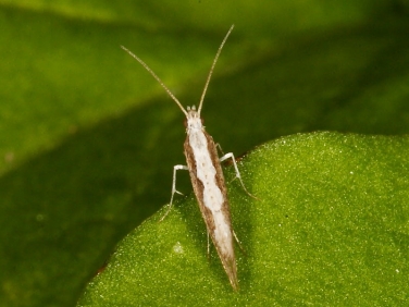 0464 Diamond-back Moth (Plutella xylostella) showing back pattern © Steve Ogden