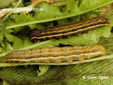 2160 Bright-line Brown-eye (Lacanobia oleracea)  caterpillars