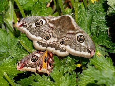 1643 Emperor Moths (Saturnia pavonia) - mating during the day