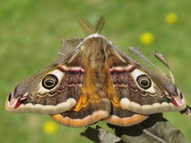 1643 Emperor Moth (Saturnia pavonia) - male