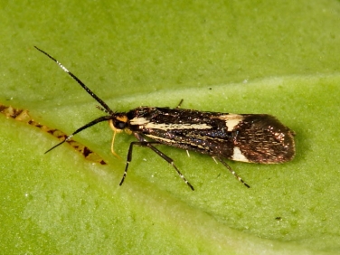 0649 Esperia sulphurella