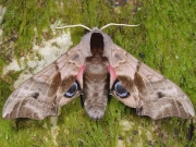 1980 Eyed Hawk-moth (Smerinthus ocellata)