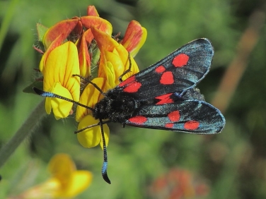 0170 Five-spot Burnet (Zygaena trifolii)