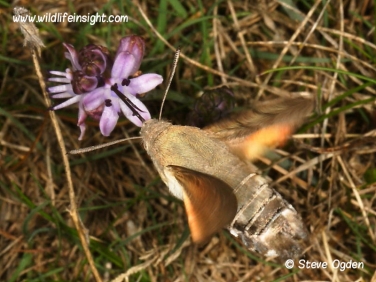 1984 Hummingbird Hawk-moth (Macroglossum stellatarum) nectaring at Autumn Squill at Predannack, The Lizard, Cornwall