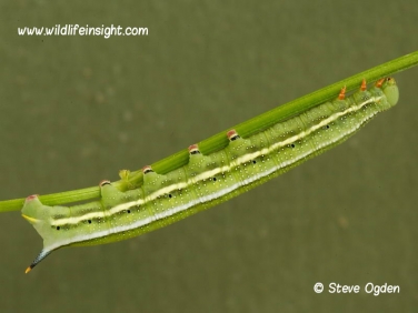 1984 Hummingbird Hawk-moth (Macroglossum stellatarum) fully grown caterpillar on hedge bedstraw