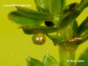 1984 Hummingbird Hawk-moth (Macroglossum stellatarum) developing egg laid on Hedge Bedstraw