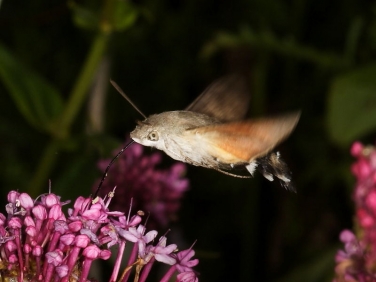 1984 Hummingbird Hawk-moth (Macroglossum stellatarum) nectaring at Red Valerian