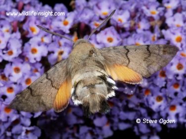 1984 Hummingbird Hawk-moth (Macroglossum stellatarum) hovering at buddleia in Cornish garden