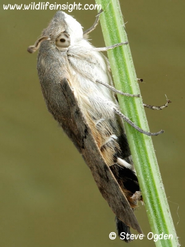 1984 Hummingbird Hawk-moth (Macroglossum stellatarum) recently emerged