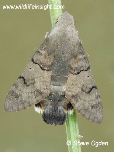 1984 Hummingbird Hawk-moth (Macroglossum stellatarum) recently emerged
