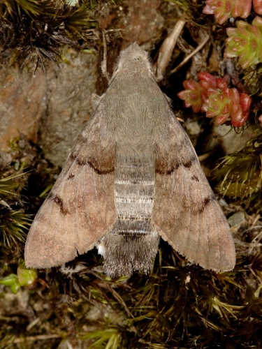 1984 Hummingbird Hawk-moth (Macroglossum stellatarum)