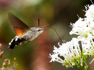 1984 Hummingbird Hawk-moth (Macroglossum stellatarum)