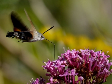 1984 Hummingbird Hawk-moth (Macroglossum stellatarum)