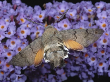 1984 Hummingbird Hawk-moth (Macroglossum stellatarum)