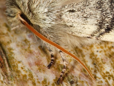 moth antennae illustrated by Yellow Horned (Achlya flavicornis)